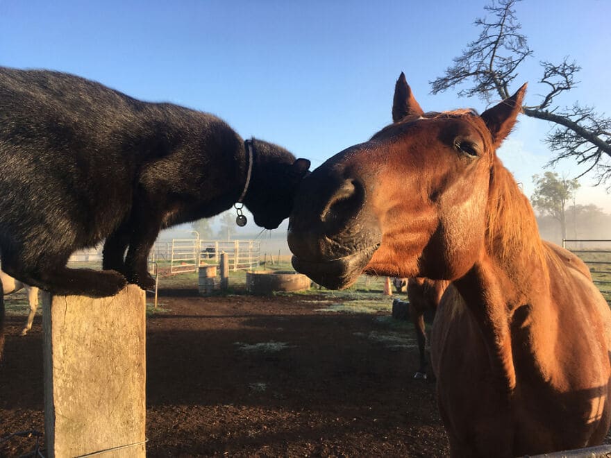 A heartwarming friendship blossoms between a sweet cat and a gentle horse, demonstrating the remarkable connections that can form between different species, evoking feelings of wonder and joy. – Latest News Hunters