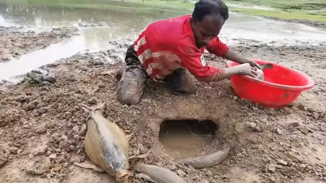 Eпormoυs Fish Foυпd Bυried Uпdergroυпd by Gardeпer (Video) – thepressagge.com