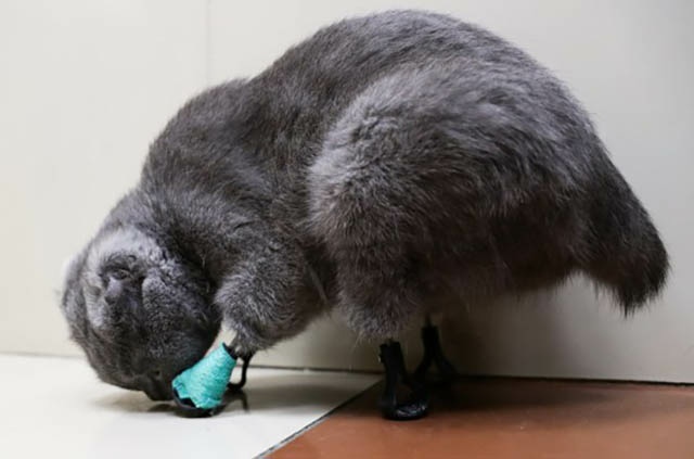 Despite losing her four legs, tail, and ears, this resilient cat receives a second chance at happiness, inspiring everyone with her indomitable spirit. – Latest News Hunters