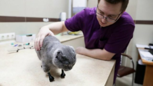 Despite losing her four legs, tail, and ears, this resilient cat receives a second chance at happiness, inspiring everyone with her indomitable spirit. – Latest News Hunters