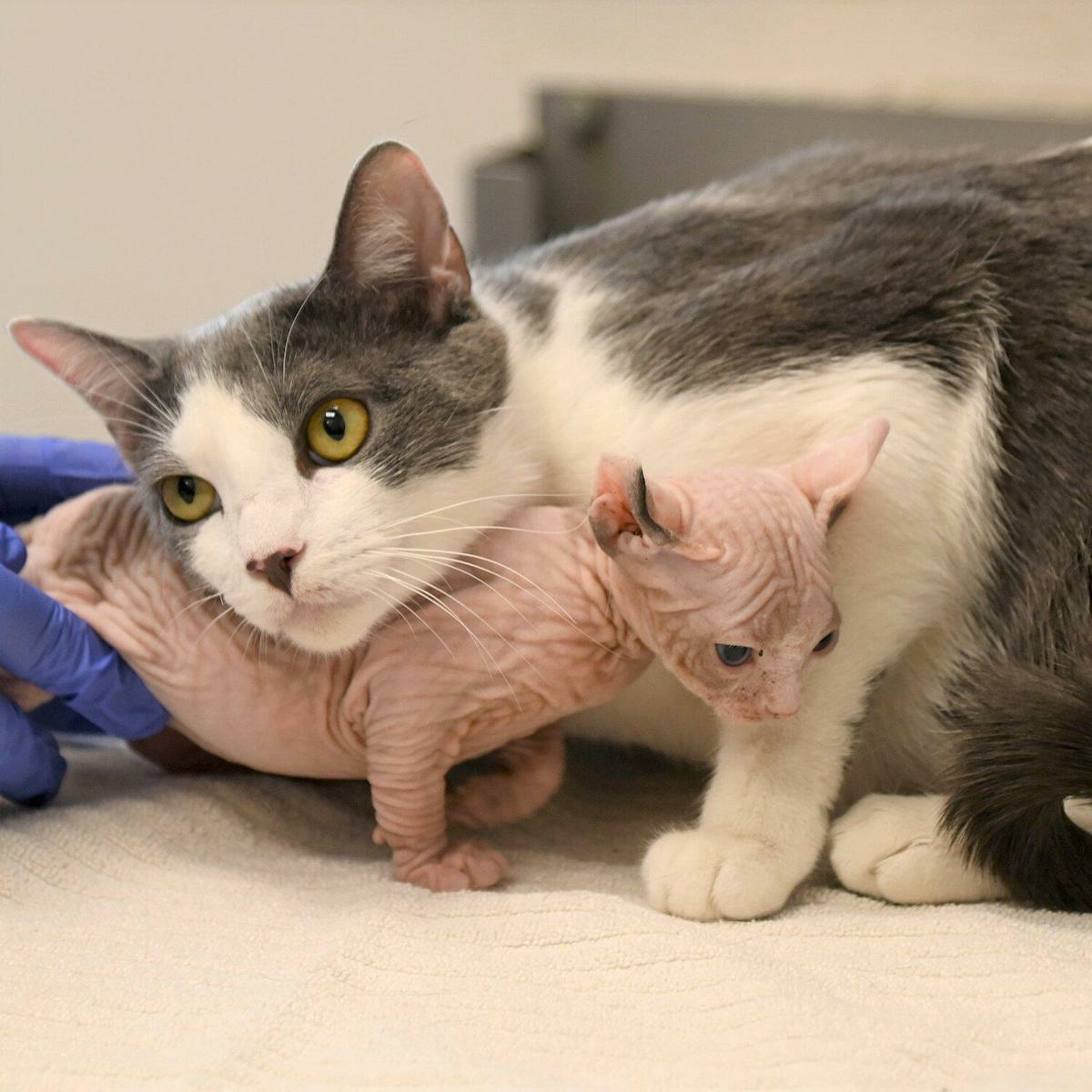 A nurturing mother cat adopts an orphaned baby Sphynx cat as her own, demonstrating the unconditional love and care of feline maternal instincts. – Latest News Hunters