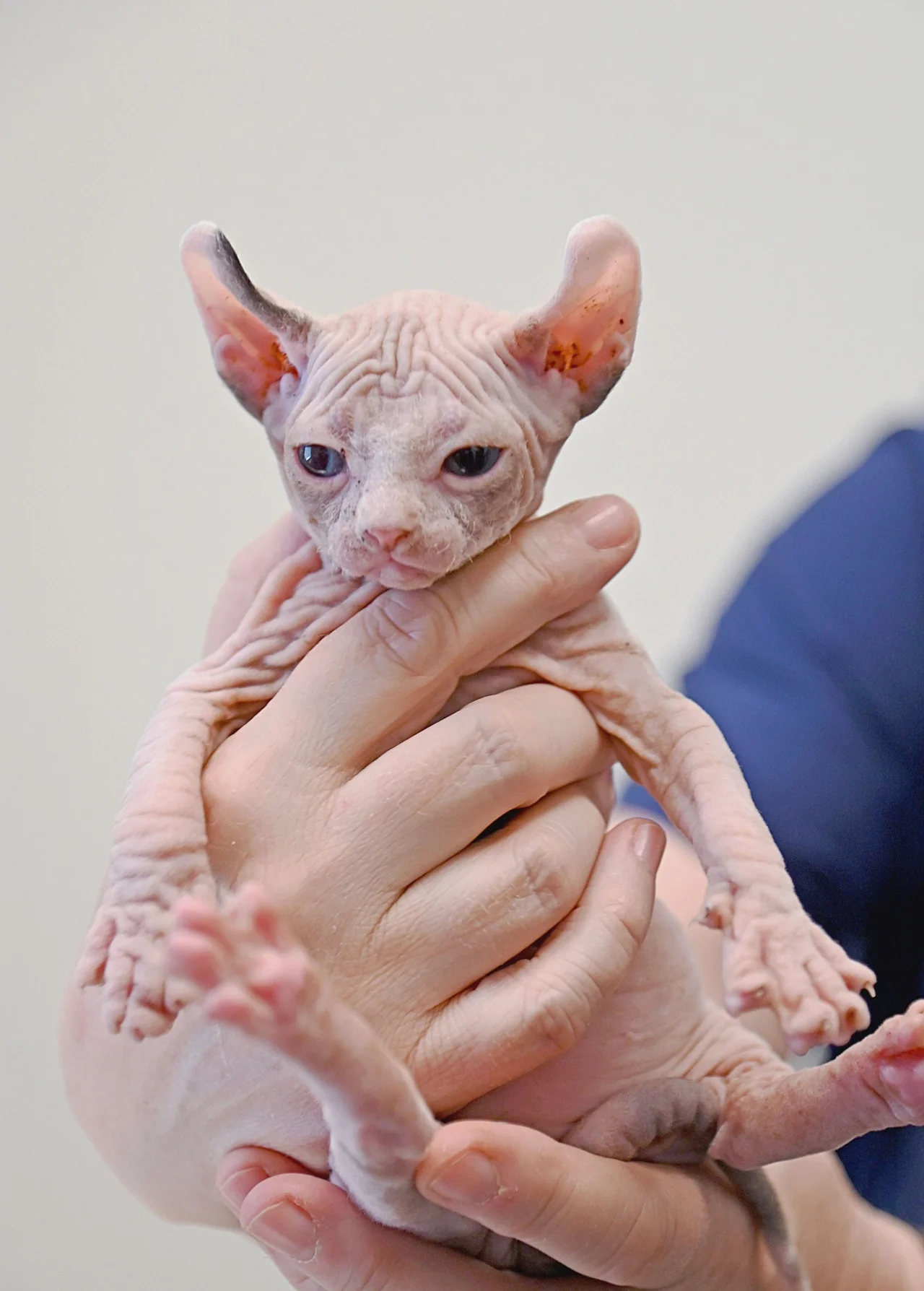 A nurturing mother cat adopts an orphaned baby Sphynx cat as her own, demonstrating the unconditional love and care of feline maternal instincts. – Latest News Hunters