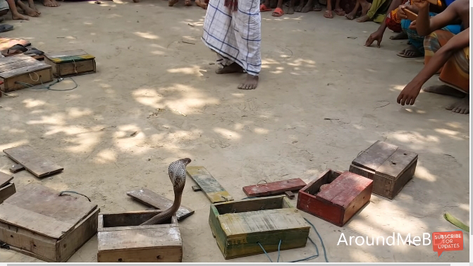 Incredible Street Performance: Unbelievable Actions of an Indian Snake Craftsman (Video). l - Malise