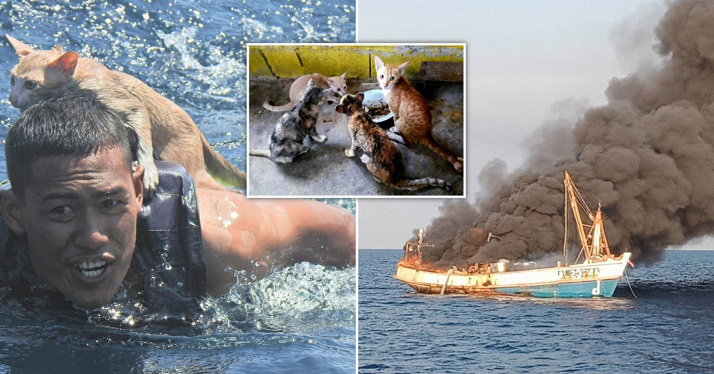 A compassionate Thai Navy officer rescues four helpless kittens from the clutches of drowning, showcasing his deep empathy and saving them from a tragic fate, highlighting the transformative power of compassion and care towards animals in need and the impact that one person can make in the lives of multiple animals. – Brother Cris