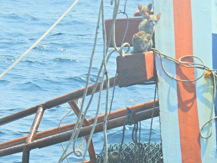 A compassionate Thai Navy officer rescues four helpless kittens from the clutches of drowning, showcasing his deep empathy and saving them from a tragic fate, highlighting the transformative power of compassion and care towards animals in need and the impact that one person can make in the lives of multiple animals. – Brother Cris