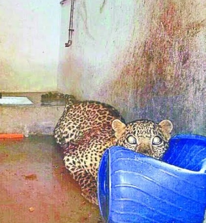 Unimaginable Escape: Extraordinary Survival Tale of a Courageous Dog Locked in a Toilet with a Ferocious Leopard, Defying All Odds to Miraculously Survive.RS - New Lifes