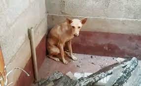 Unimaginable Escape: Extraordinary Survival Tale of a Courageous Dog Locked in a Toilet with a Ferocious Leopard, Defying All Odds to Miraculously Survive.RS - New Lifes