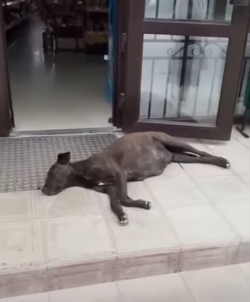 A pregnant mother dog, forsaken and shot while scavenging for food, collapses in front of a bakery, begging for aid. – DX News Today