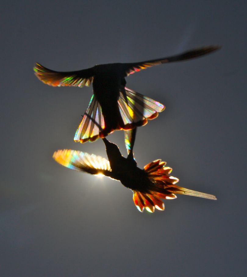 Awe-Inspiring Beauty: Serendipitous Encounter of Rainbow-Lit American Hummingbirds Through a Photographer's Lens.LH - New Lifes