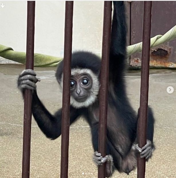 Zoo mystery as monkey got pregnant despite being alone in cage for two years