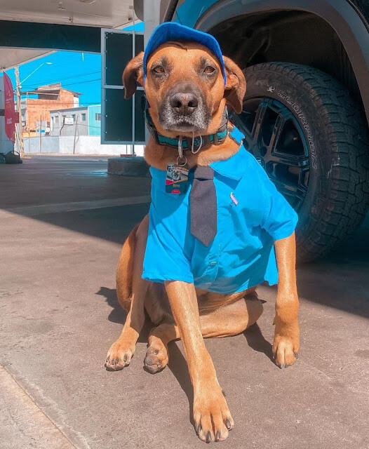 From Injured to Employee of the Year: How Gas Station Workers Rescued a Pup and Changed His Life - vnxaluan