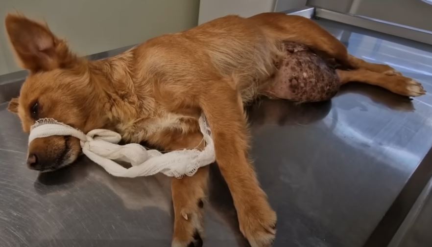 Rescued a stray dog ​​with a huge tumor under his belly, screaming in pain for help but no one cares