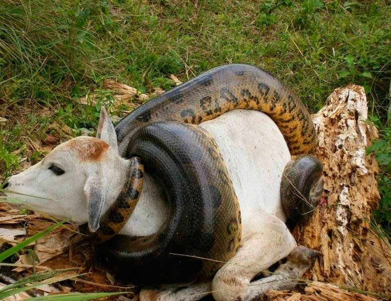 Brave dog fights with HUGE cobra to save his owner, making everyone cry.h - Puppy Blog