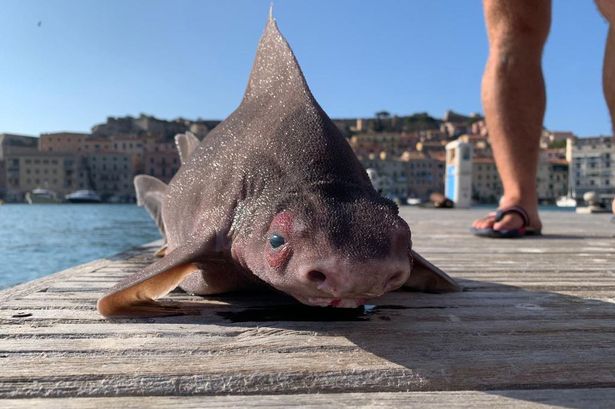 Bizarre giant pig-faced shark pulled out of water by stunned sailors