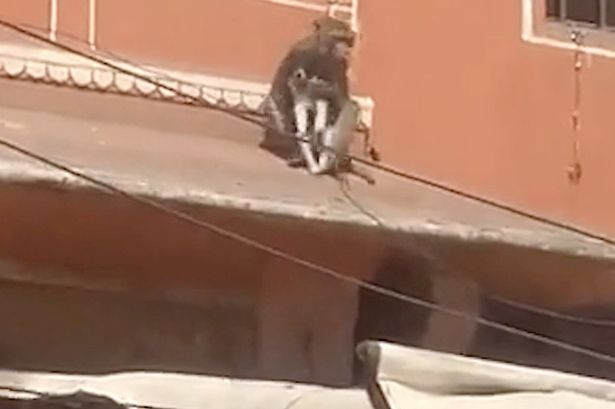 Brazen monkey kidnaps puppy from busy street and takes it on wild ride over rooftops