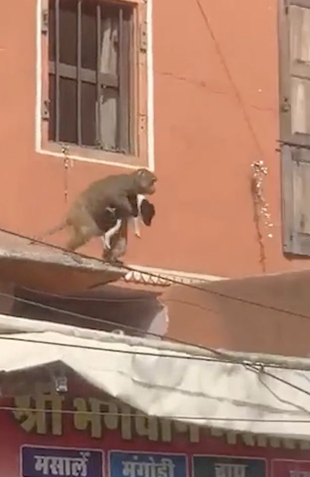 Brazen monkey kidnaps puppy from busy street and takes it on wild ride over rooftops