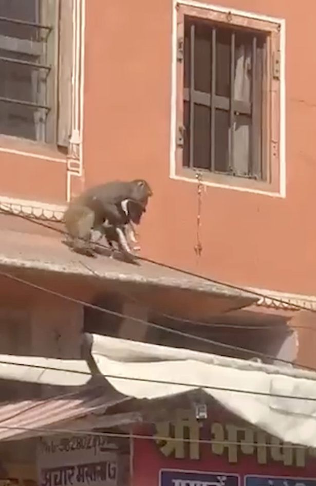 Brazen monkey kidnaps puppy from busy street and takes it on wild ride over rooftops