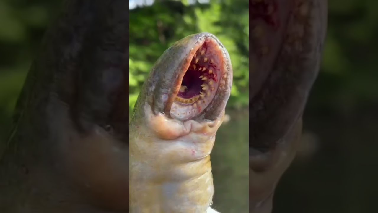 Horrified fisherman lands 'alien' parasite that 'looks like something from Star Wars'