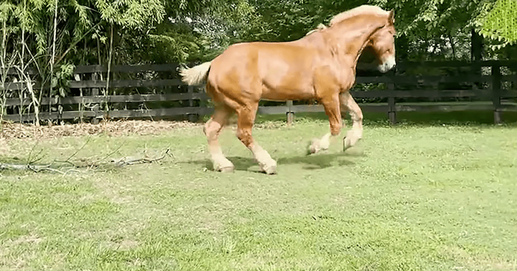 Beautiful senior horse likes to hang out with cute miniature donkey - Minh Thu MMSPlay