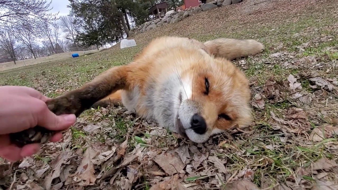 The rescued foxes from fur farms melt the hearts of viewers with their joyful and playful behavior, wagging their tails and frolicking around like beloved pets.