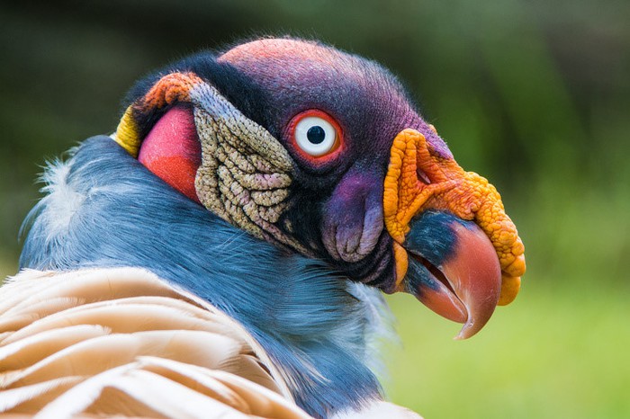 Unraveling the mysteries of bizarre bird species akin to extraterrestrial beings. – News Breaking