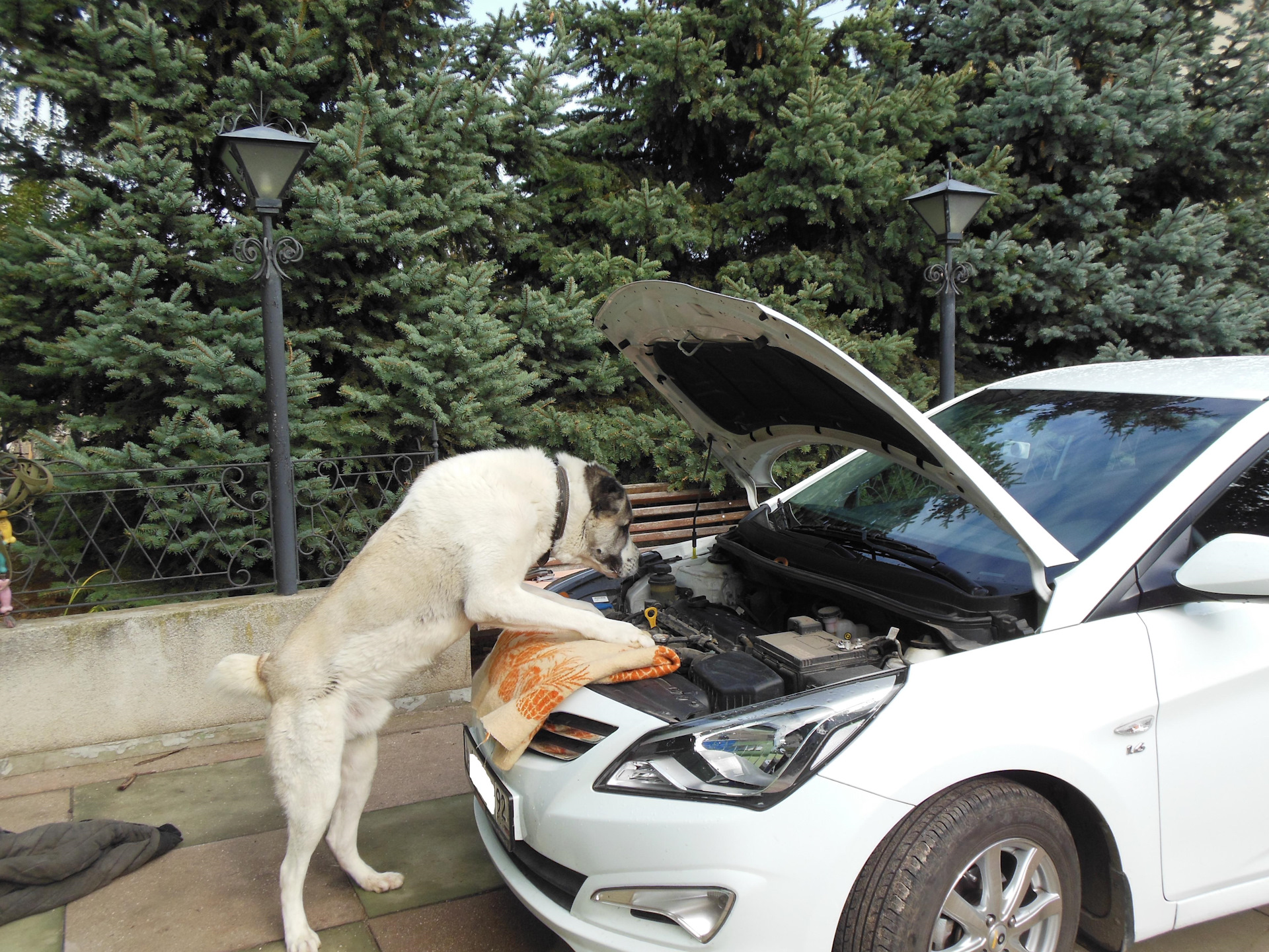 Qk. Exciting Moment: Adorable Dog Doing Multiple Work To Help The Family - World Breaking News