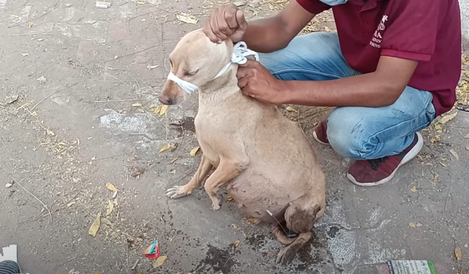 Poor homeless mother dog whose belly is growing bigger is helplessly looking at everyone with earnest eyes, pleading for help for herself and her cubs in this moment of crisis - Foxmeo