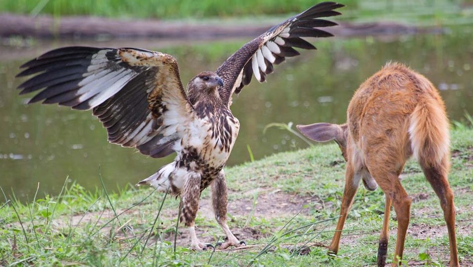 Majestic Power: The Mighty Eagle's Hunting Mastery Unveiled as it Captures Deer (Video).TMS - LifeAnimal