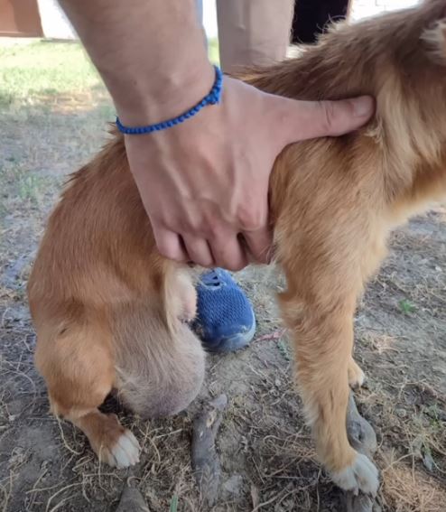 Rescued a stray dog ​​with a huge tumor under his belly, screaming in pain for help but no one cares