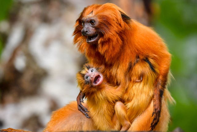 Joyful Arrival: Small Golden Lion Tamarin Born at Bristol Zoo - Sporting ABC