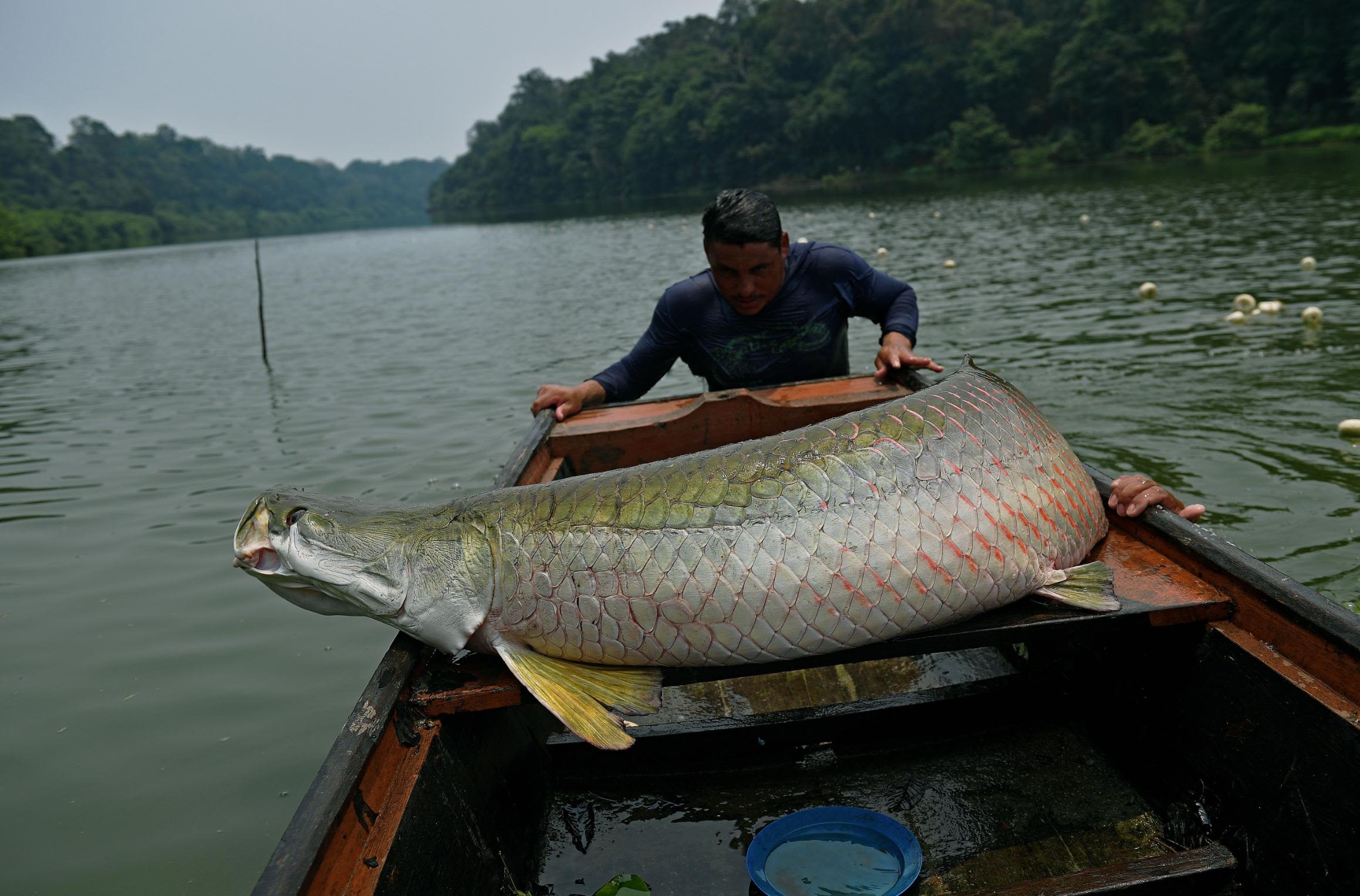 pp.The fishermen suddenly discovered the giant Asian fish more than 7m long, living in rivers in the Amazon rainforest and having the greatest strength of all time.p - LifeAnimal