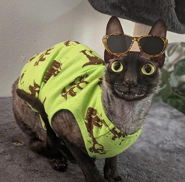 With a Polite Grin, This Cat Took Social Media by Storm