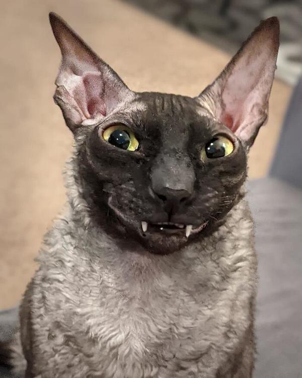 With a Polite Grin, This Cat Took Social Media by Storm