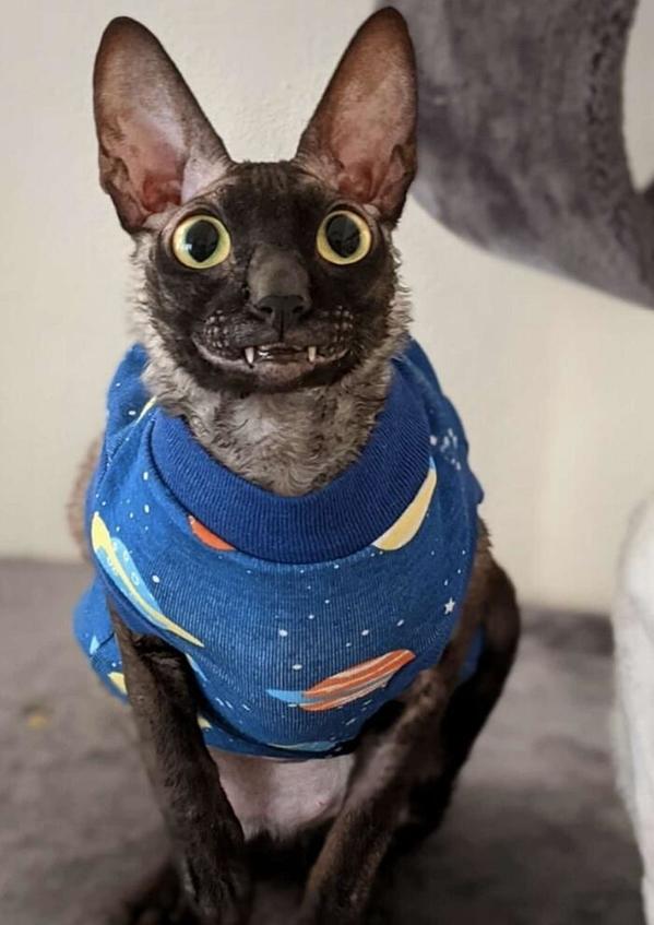 With a Polite Grin, This Cat Took Social Media by Storm