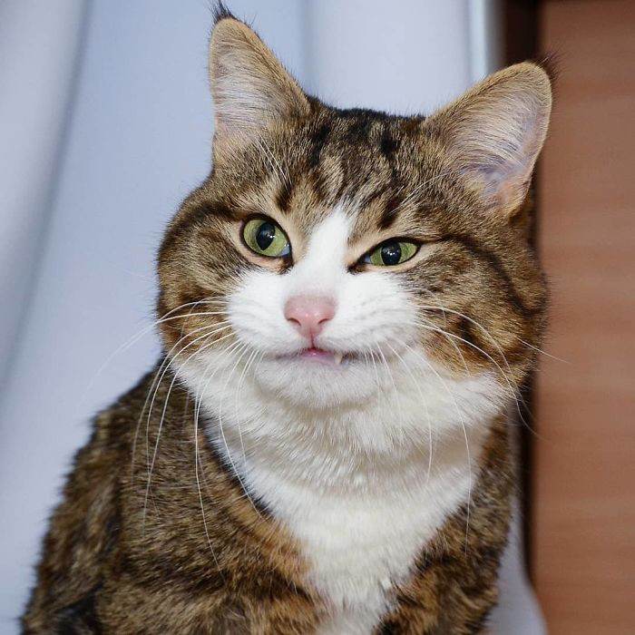 Meet The Cat That Is Taking The Internet By Storm With His Funny Facial Expressions Despite The Fact That He Is Disabled