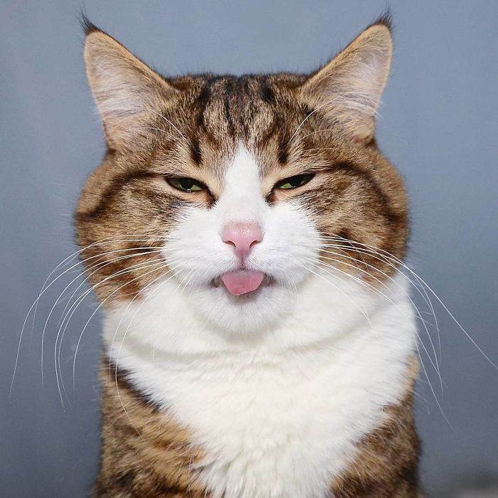 Meet The Cat That Is Taking The Internet By Storm With His Funny Facial Expressions Despite The Fact That He Is Disabled