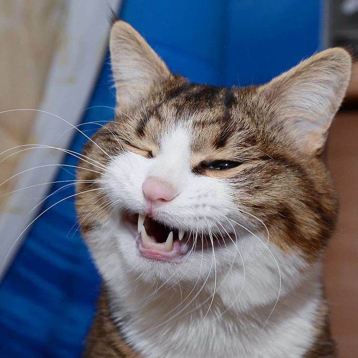 Meet The Cat That Is Taking The Internet By Storm With His Funny Facial Expressions Despite The Fact That He Is Disabled