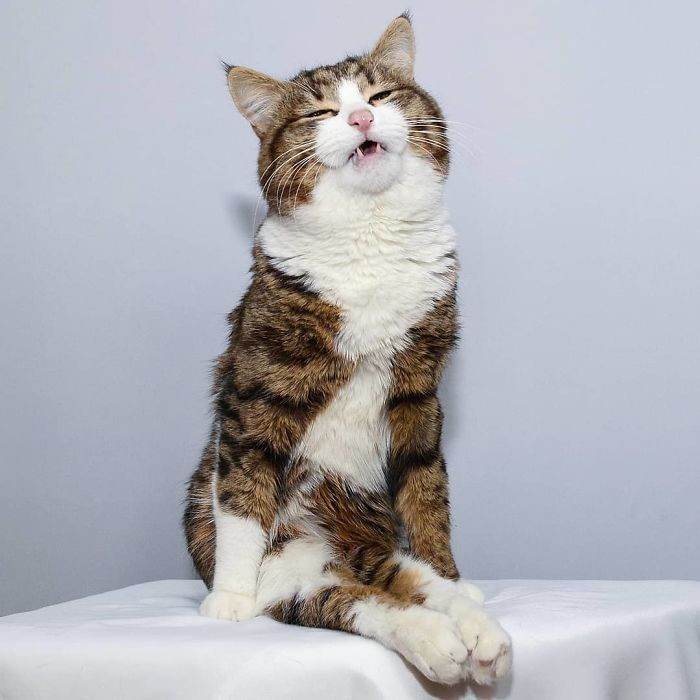 Meet The Cat That Is Taking The Internet By Storm With His Funny Facial Expressions Despite The Fact That He Is Disabled