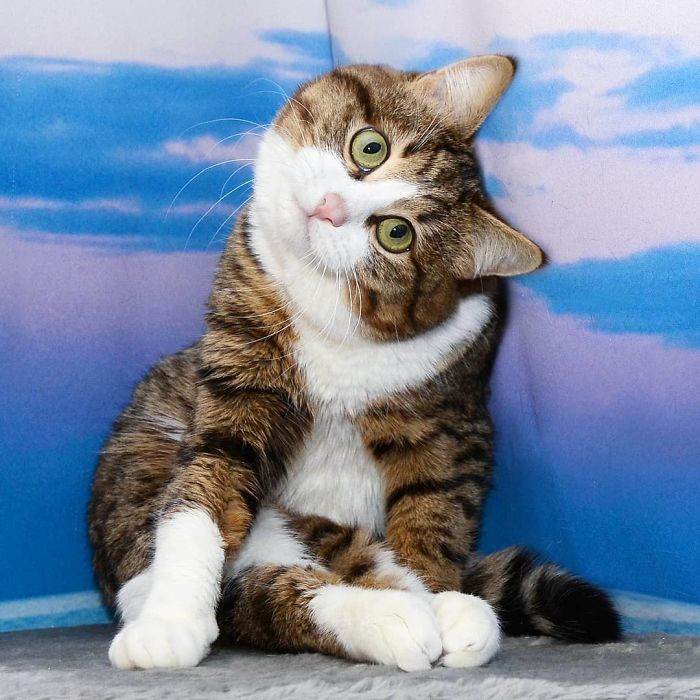 Meet The Cat That Is Taking The Internet By Storm With His Funny Facial Expressions Despite The Fact That He Is Disabled