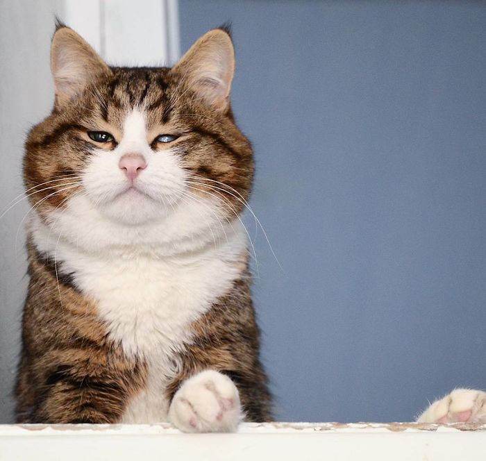 Meet The Cat That Is Taking The Internet By Storm With His Funny Facial Expressions Despite The Fact That He Is Disabled