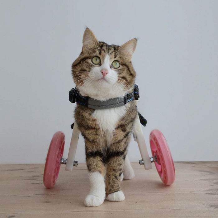 Meet The Cat That Is Taking The Internet By Storm With His Funny Facial Expressions Despite The Fact That He Is Disabled