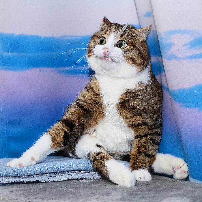 Meet The Cat That Is Taking The Internet By Storm With His Funny Facial Expressions Despite The Fact That He Is Disabled