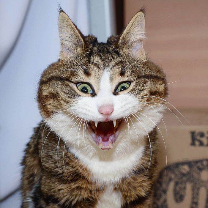 Meet The Cat That Is Taking The Internet By Storm With His Funny Facial Expressions Despite The Fact That He Is Disabled