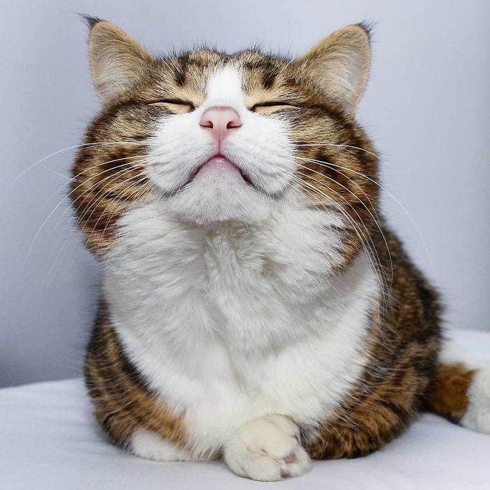 Meet The Cat That Is Taking The Internet By Storm With His Funny Facial Expressions Despite The Fact That He Is Disabled