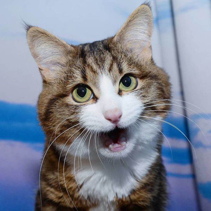 Meet The Cat That Is Taking The Internet By Storm With His Funny Facial Expressions Despite The Fact That He Is Disabled