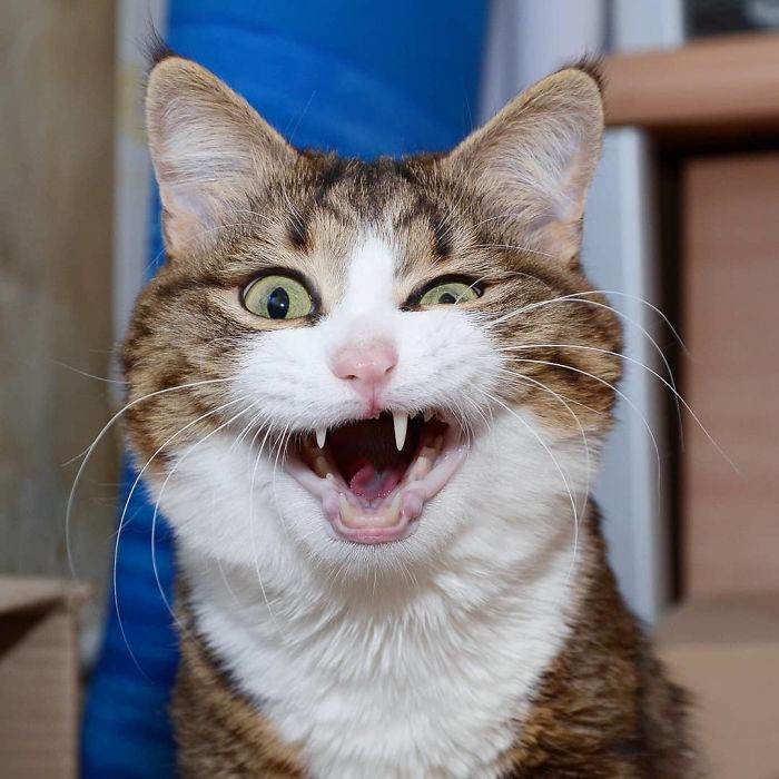 Meet The Cat That Is Taking The Internet By Storm With His Funny Facial Expressions Despite The Fact That He Is Disabled