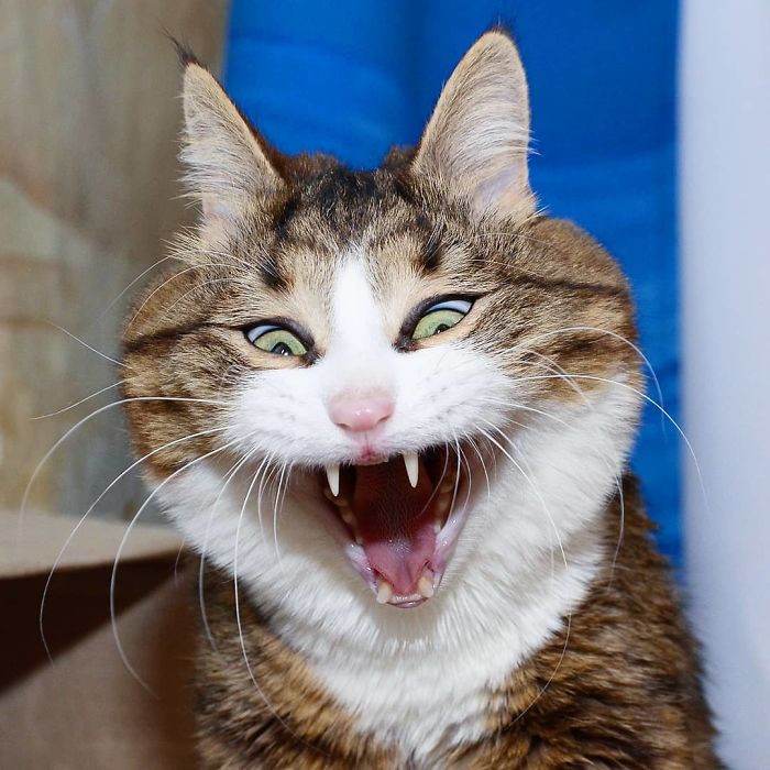 Meet The Cat That Is Taking The Internet By Storm With His Funny Facial Expressions Despite The Fact That He Is Disabled