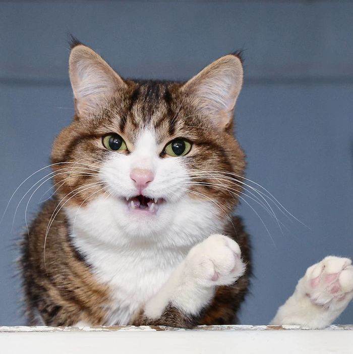 Meet The Cat That Is Taking The Internet By Storm With His Funny Facial Expressions Despite The Fact That He Is Disabled