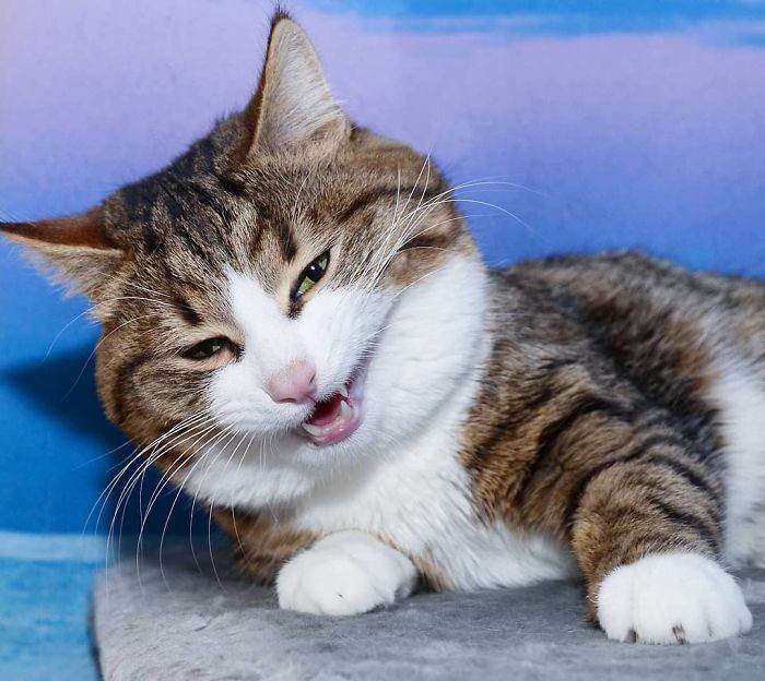 Meet The Cat That Is Taking The Internet By Storm With His Funny Facial Expressions Despite The Fact That He Is Disabled