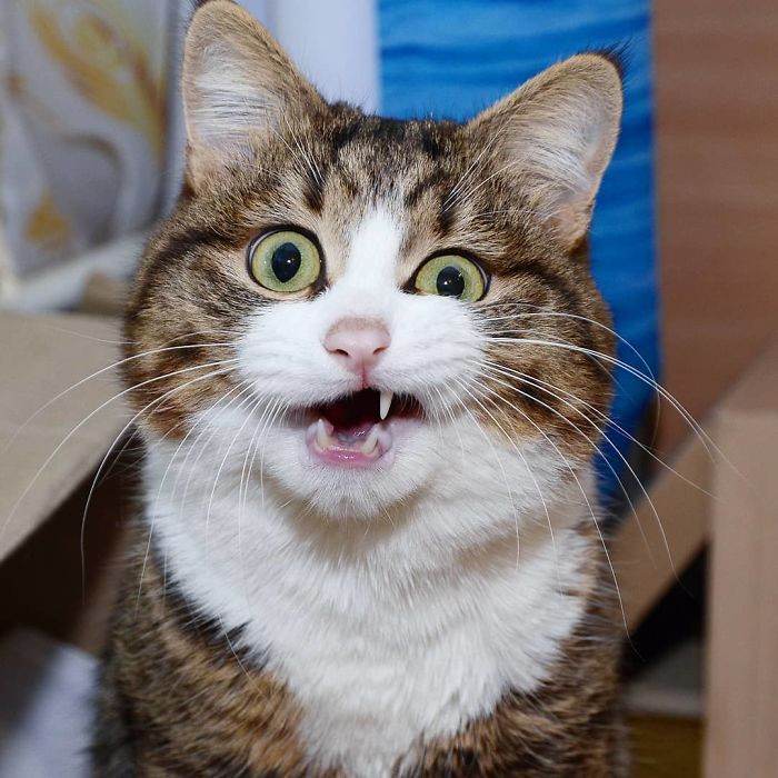 Meet The Cat That Is Taking The Internet By Storm With His Funny Facial Expressions Despite The Fact That He Is Disabled